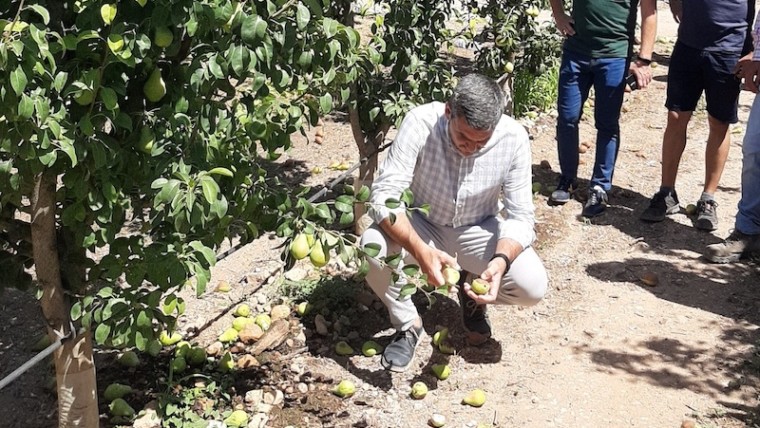 reventón térmico pera Jumilla