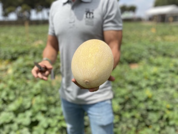Seminis melón Galia aire libre