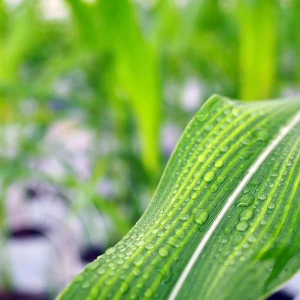 Syngenta Biologicals