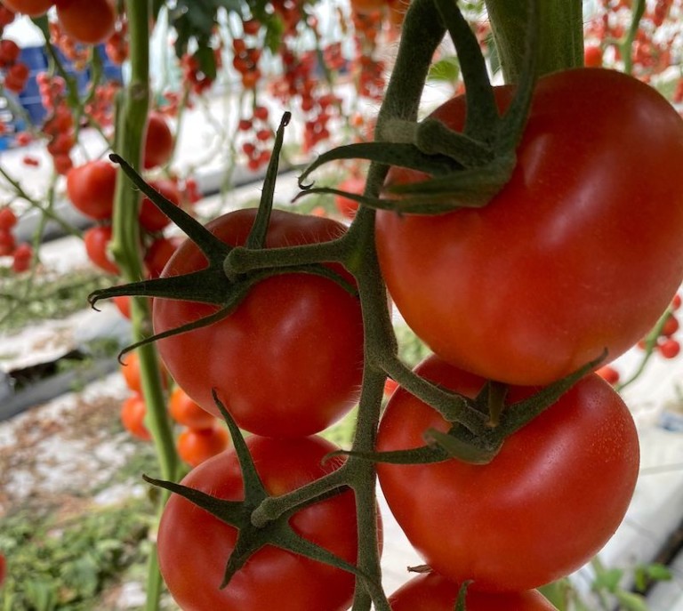 Milbeknock® hortícolas