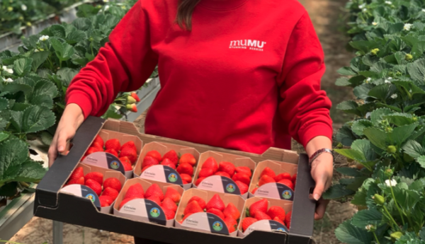 Alcampo fresón vivero El Pinar