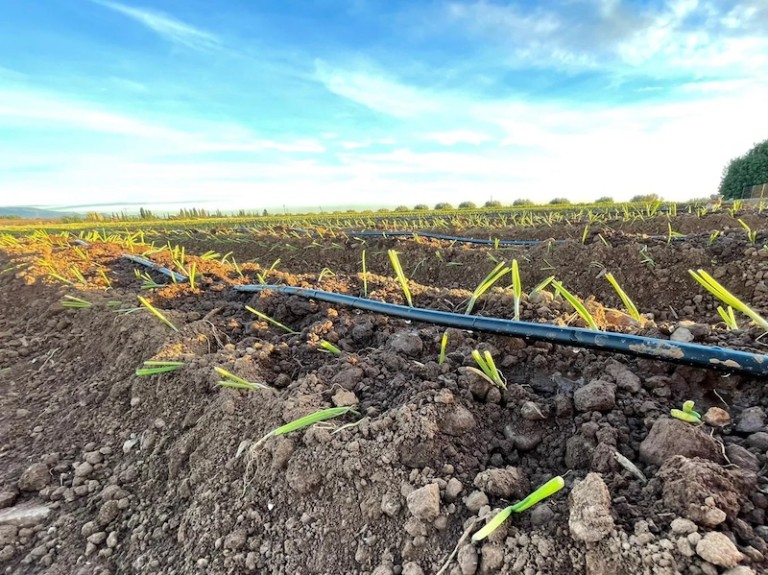 Portobello Capital Eurocebollas
