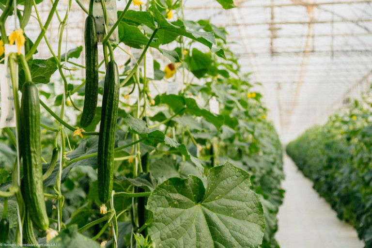 Grupo La Caña pepino