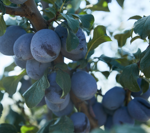 Moldavia ciruelas