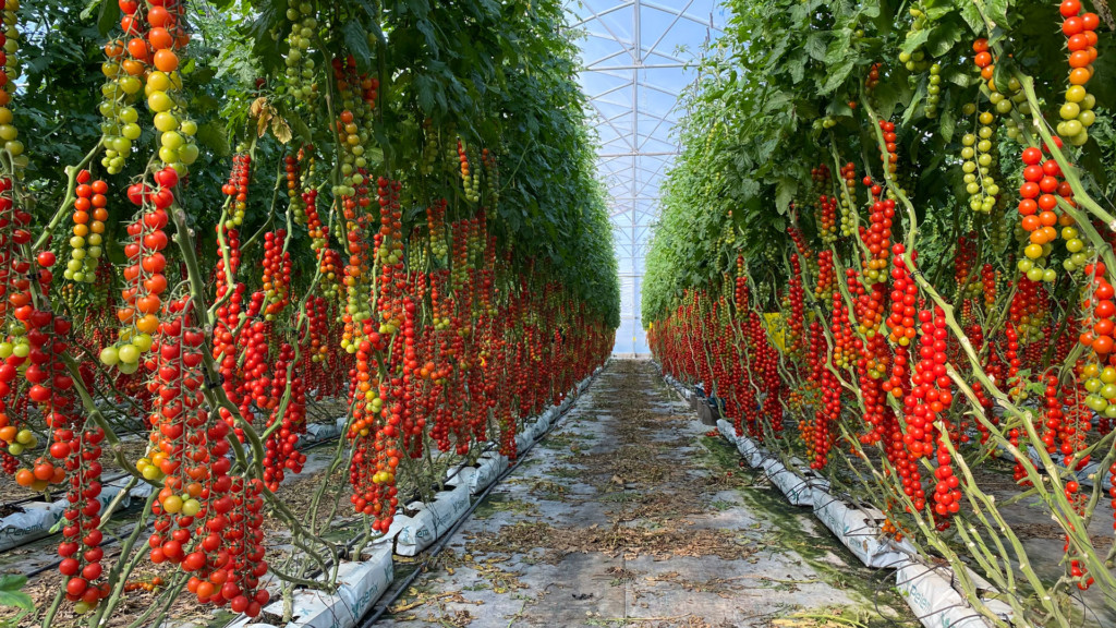 Harmoniz cherries rugoso