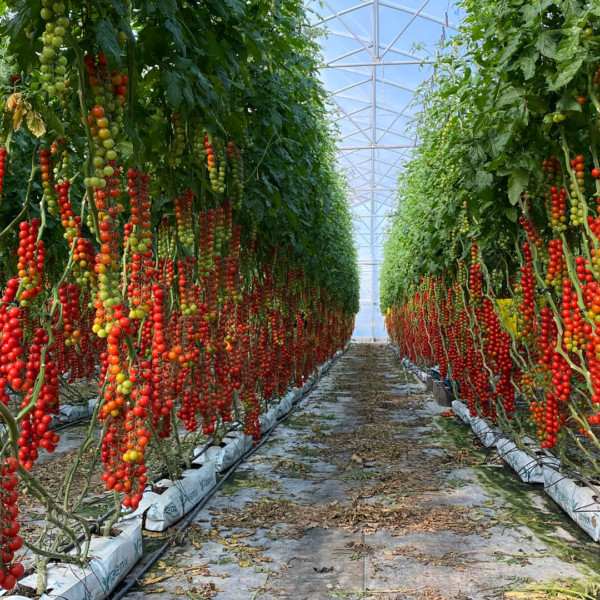 Harmoniz cherries rugoso