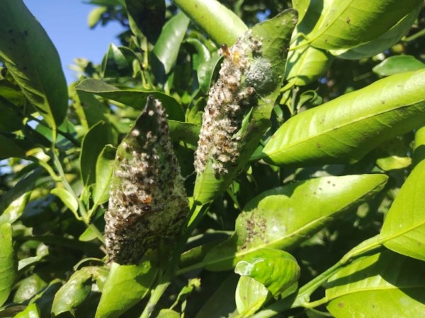 mosca blanca Francia