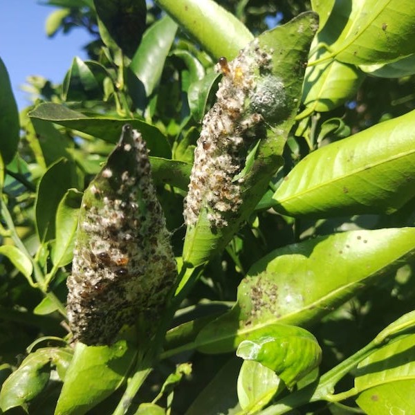 mosca blanca Francia