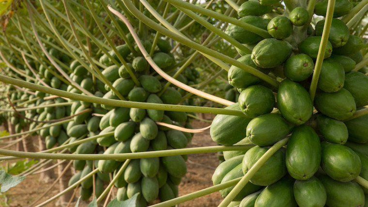 Capgen Seeds papayas
