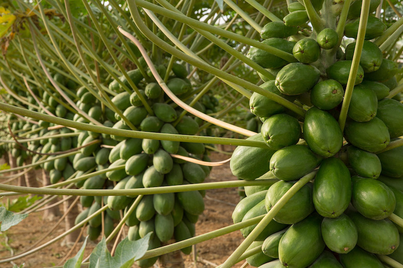 Capgen Seeds papayas