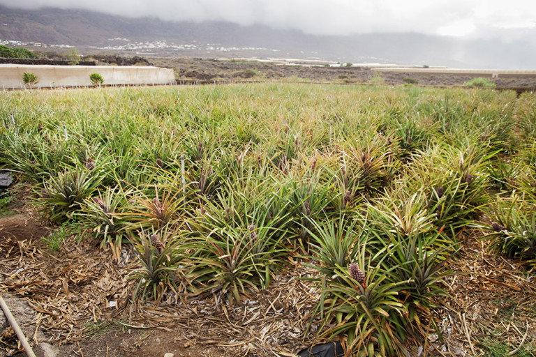 El Hierro desoladora riego