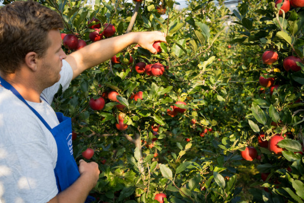 Royal Gala SweeTango