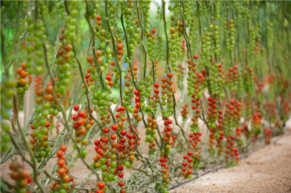 Hazera cherries rugoso