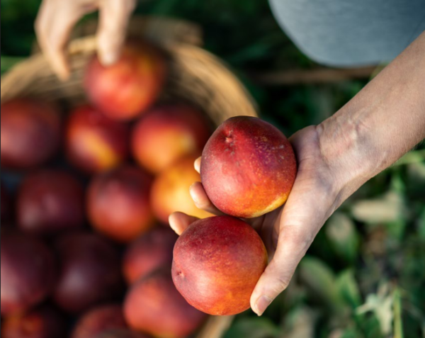 Sudáfrica nectarina ciruela