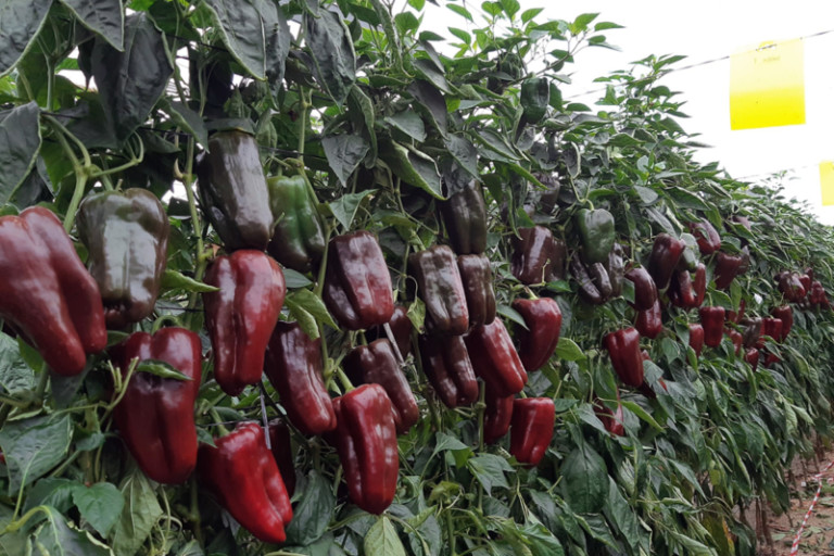 Semillas Fitó Lamuyo