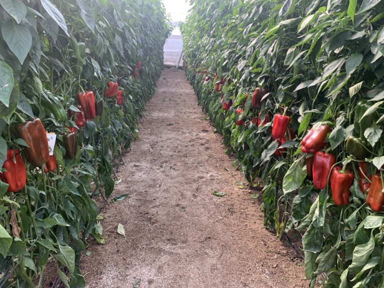 Ramiro Arnedo lamuyo