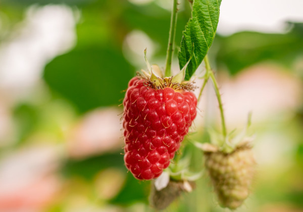 BerryWorld variedades