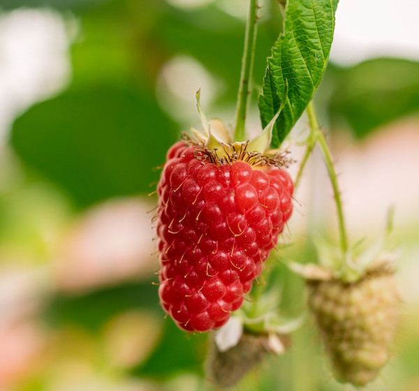 BerryWorld variedades