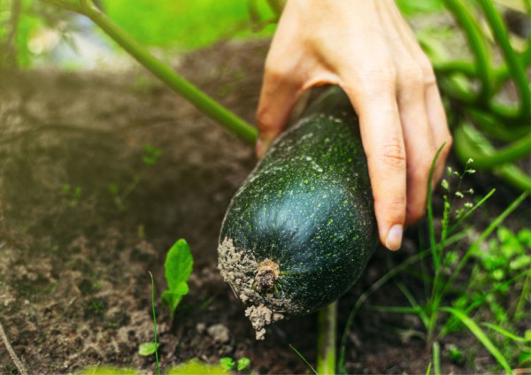 pepino calabacín precios