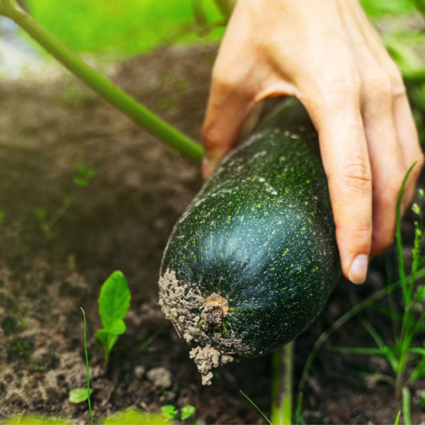 pepino calabacín precios