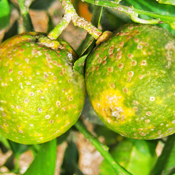 Diaphorina citri HLB