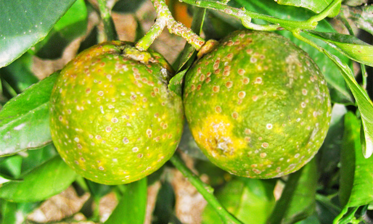 Diaphorina citri HLB