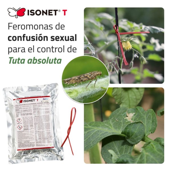 Isonet confusión sexual