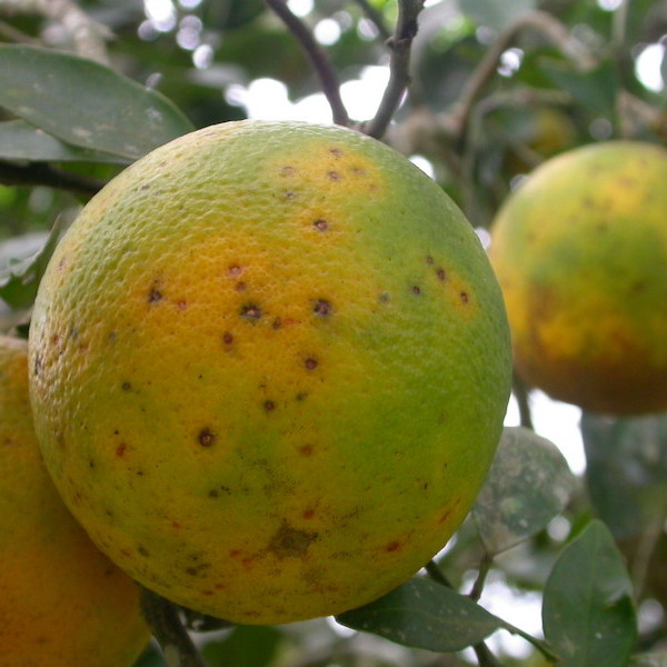 Sudáfrica mancha negra