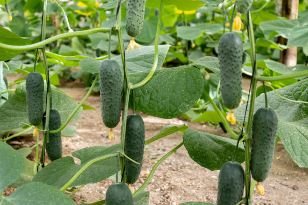 Capgen pepino Martínez