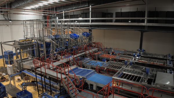 procesado fruta de hueso