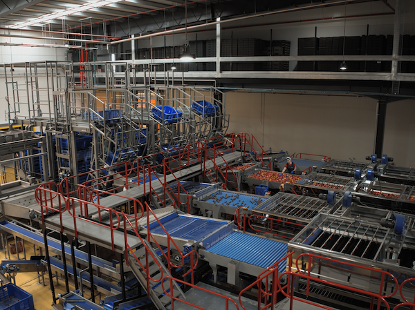 procesado fruta de hueso