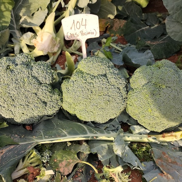 Top Seeds brócoli