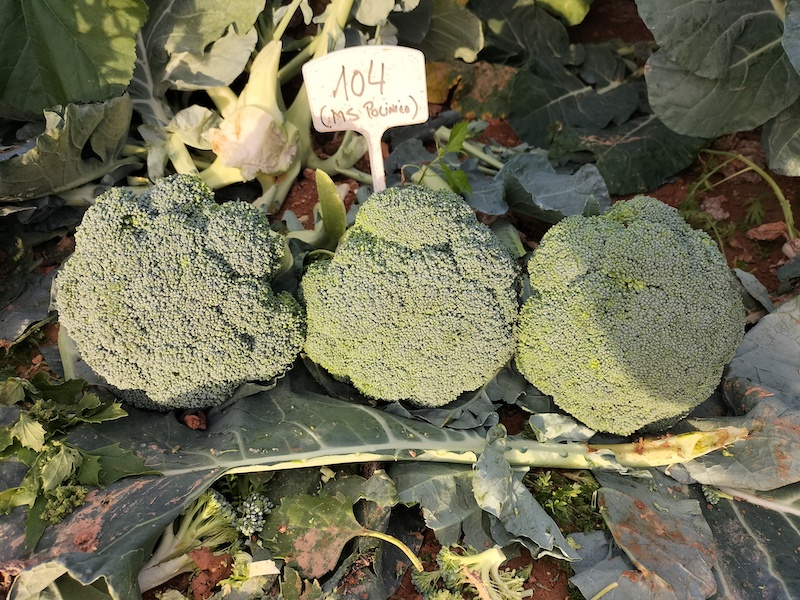 Top Seeds brócoli