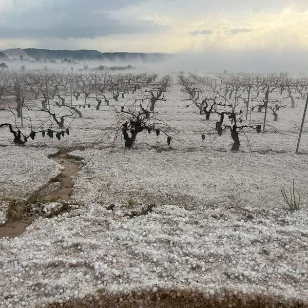 cítricos caquis lluvias