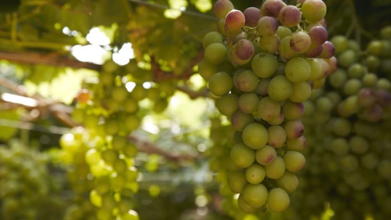 Carrefour uva de mesa