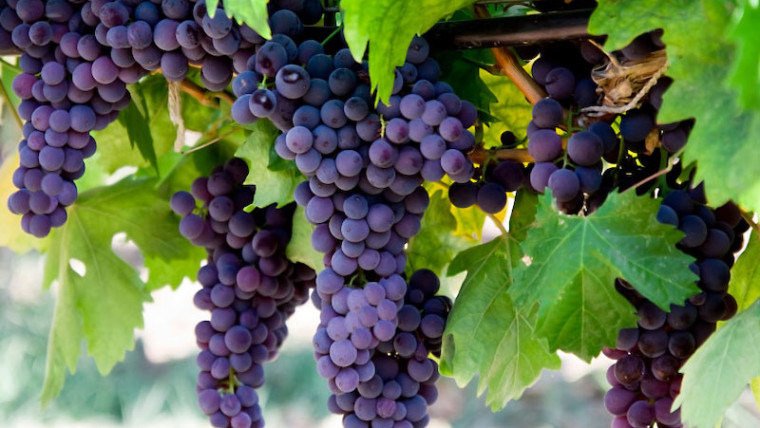 Grape Connect uva de mesa