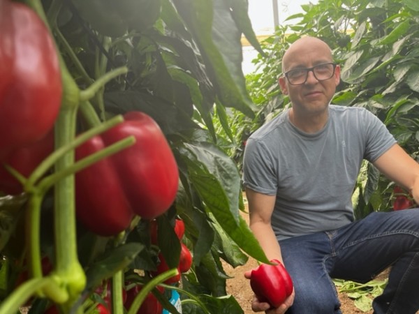 Syngenta pimiento temprano