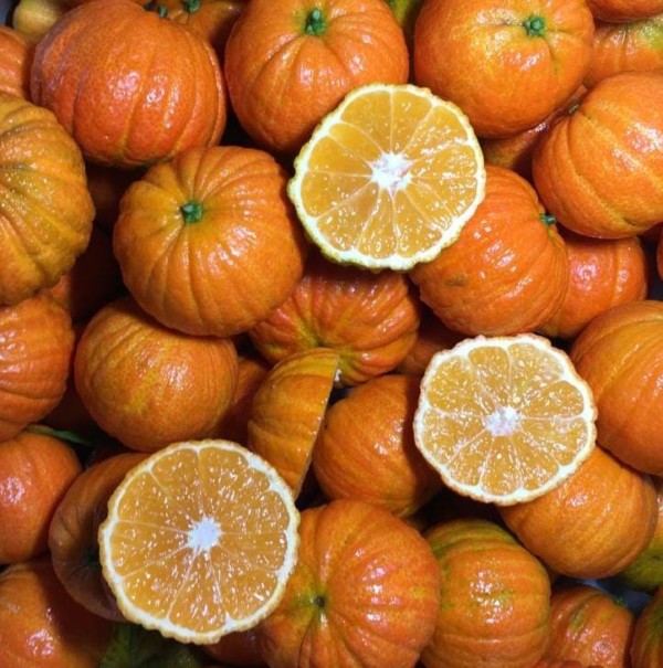 Halloweena mandarina