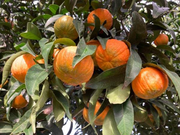 Halloweena mandarina