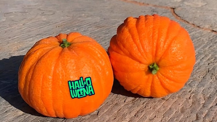 Halloweena mandarina