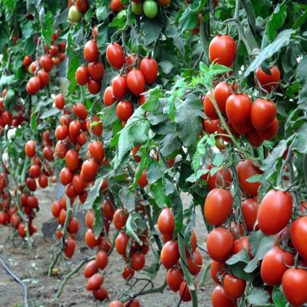 Esasem Fruit Attraction