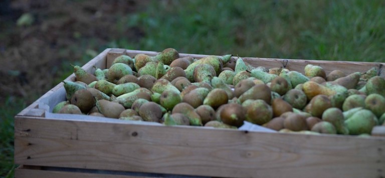 Peras de Rincón de Soto