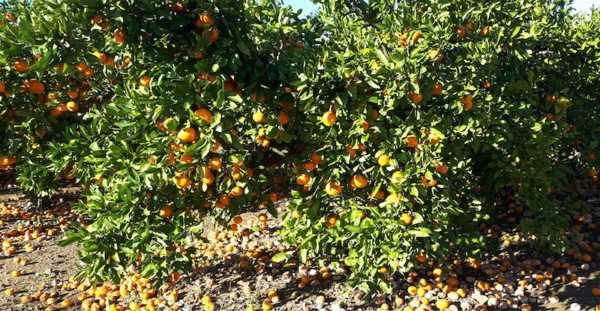 Marruecos semillas fertilizantes