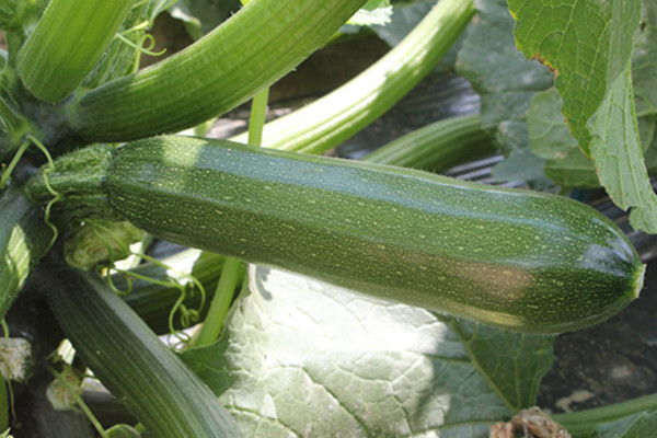 semillas Fitó calabacín