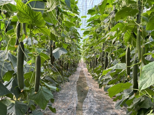 resistencia CGMMV Nairobi