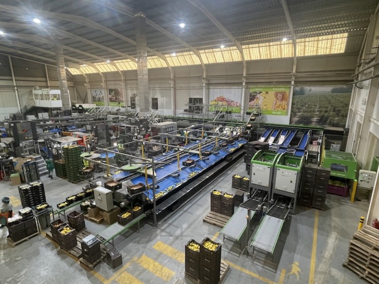 Albentillas Toñifruit