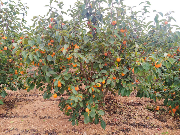 viento caqui cítricos