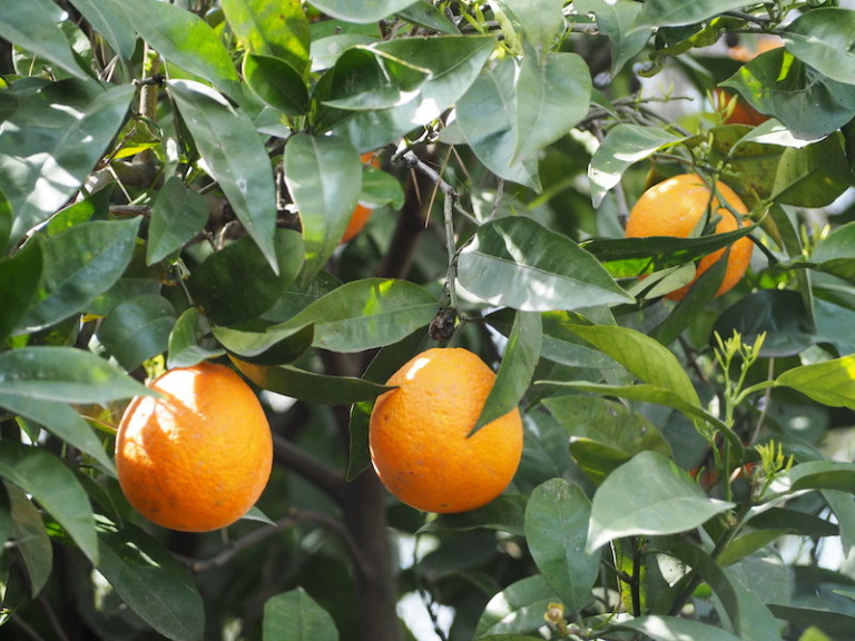 interprofesional cítricos