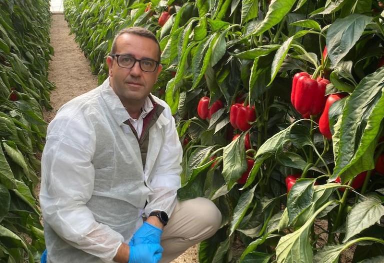 HM.Clause pimiento California