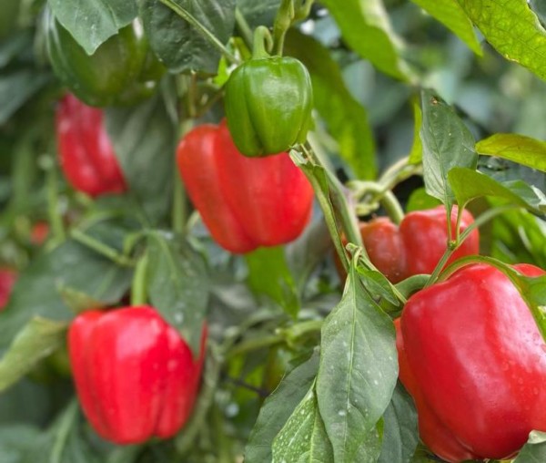 Vilmorin Mikado California temprano